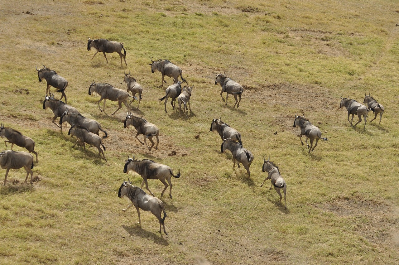 4 day flying safari from zanzibar to serengeti